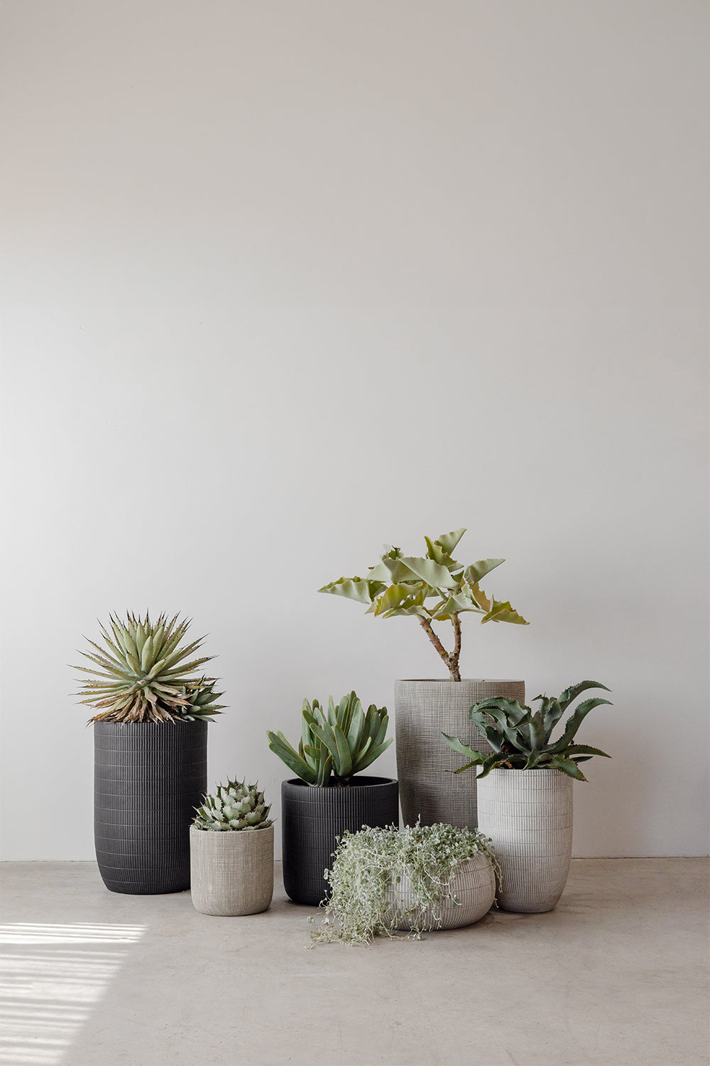 Pots & Planters