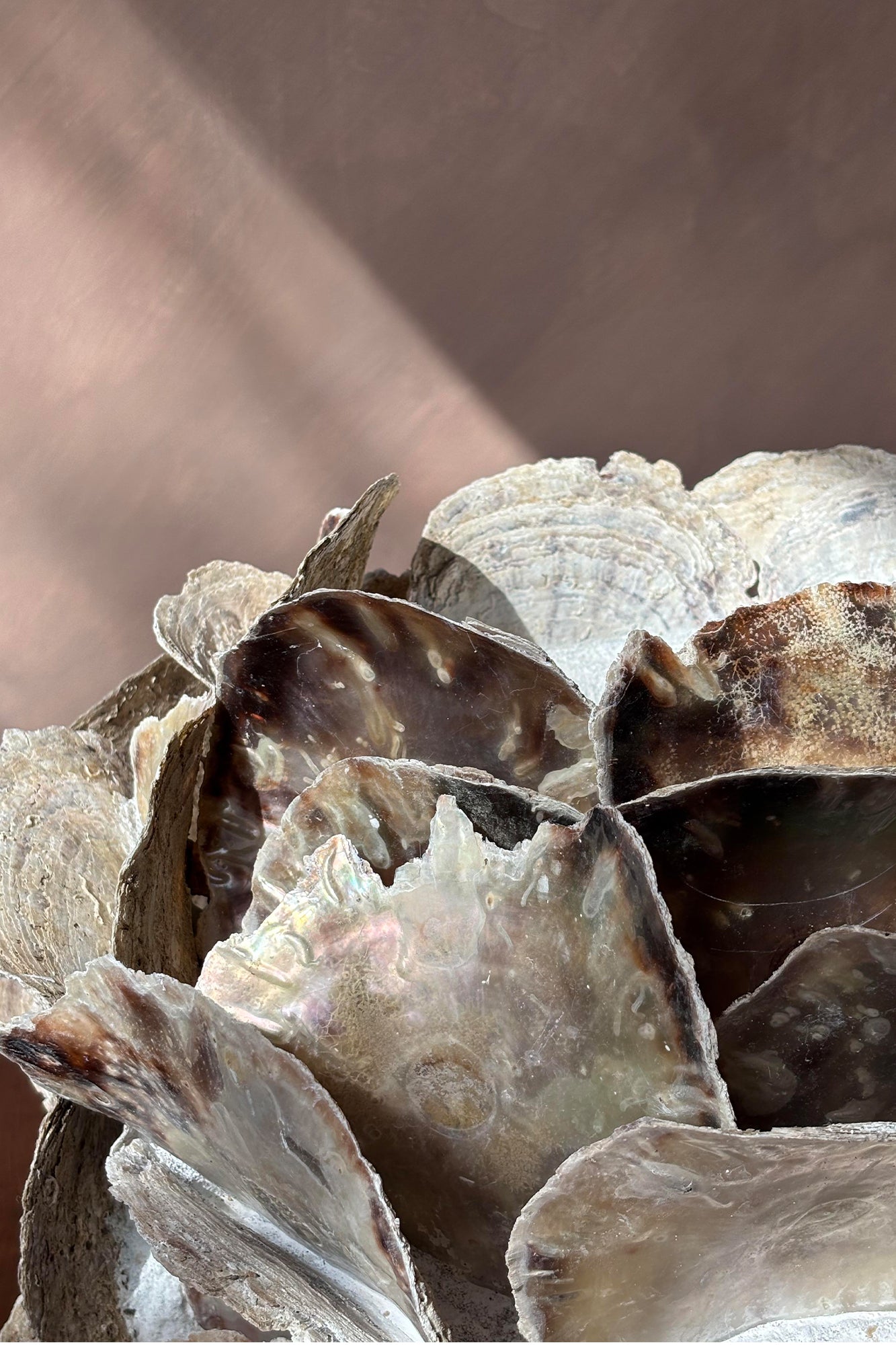 Scallop Shell Vessel